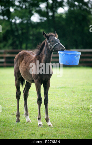 Puledro giocando con la sua alimentazione vuoto della benna in un recinto per un allevamento di cavalli da corsa in Suffolk www.georgeimpeyphotographer.co. Foto Stock