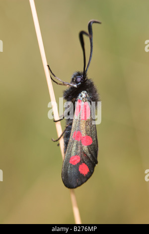 Sei in loco falena Burnett (Zygaena filipendulae) poggiante su erba Morta stelo Foto Stock