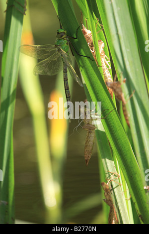 Hawker Dragonfly, recentemente emerso da stadio larvale. Foto Stock