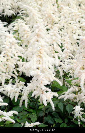 ASTILBE DEUTSCHLAND NELLA RACCOLTA NAZIONALE DI ASTILBE A MARWOOD HILL GARDENS NORTH DEVON Foto Stock