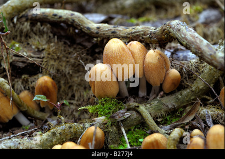 Scintillanti di copertura di inchiostro toadstool Foto Stock