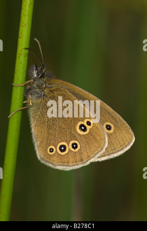 Anello (Aphantopus hyperantus) appoggiato sul gambo di erba Foto Stock