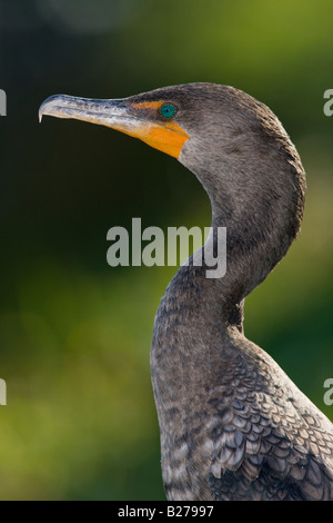 Cormorano Doublecrested Foto Stock