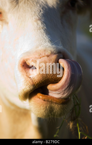 Una mucca lecca un boccone dal suo naso sull'isola di Faial Foto Stock