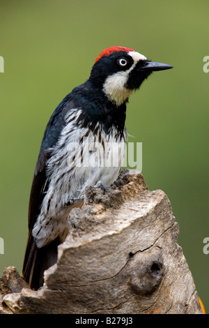 Acorn Woodpecker Foto Stock