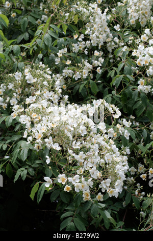 ROSA Filipes Kiftsgate AGM A MARWOOD HILL GARDENS NORTH DEVON Foto Stock