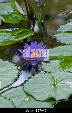Giglio di acqua: Nymphaea "Direttore George T Moore" Foto Stock
