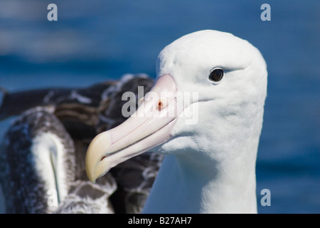 Close up del sud della Royal Albatross (Diomedea epomophora epomophora) testa Foto Stock