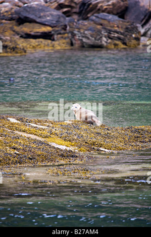 Atlantico guarnizione grigio vicino a Ullapool, Scozia Foto Stock