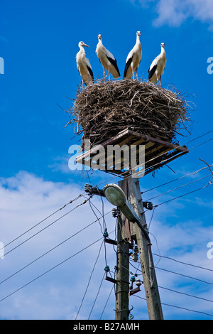 Una famiglia di cicogne in un nido su un palo di illuminazione Foto Stock