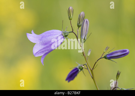 Harebell Campanula rotundifolia close-up di fiori gemme & Foto Stock