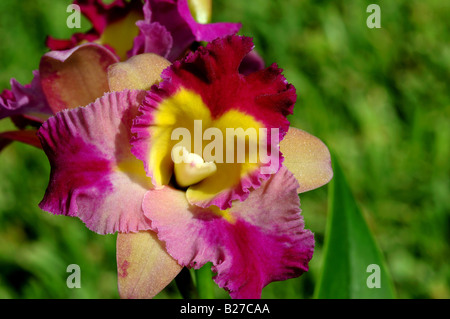 Rosa giallo e magenta fiore di orchidea Cattleya Otaara. Foto Stock