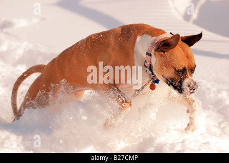 Una razza Boxer bulldog americano gioca nella neve profonda. Foto Stock