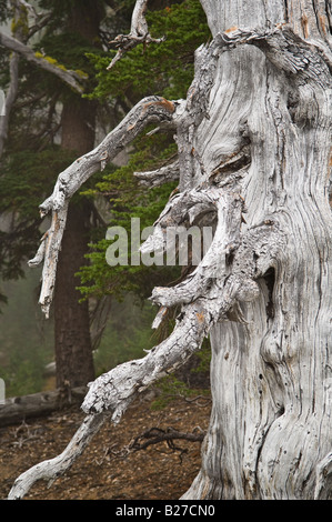 Forest gnome un nodose pino antico tronco di albero su Tam McArthur Rim Cascade Mountains Deschutes National Forest Oregon Foto Stock