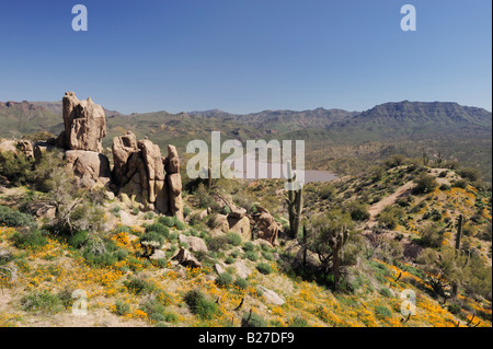 Bartlett Lake e il deserto in fiore con Mexican Gold Papavero cactus Saguaro Tonto National Forest Bartlett Lago Arizona USA Marzo Foto Stock