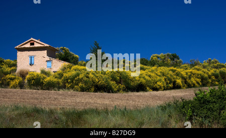 Casa con persiane blu, circondato da scopa. Foto Stock