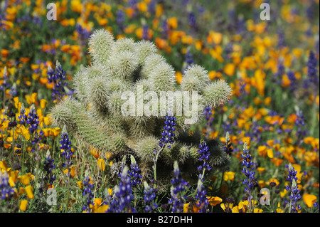 Teddy Bear Cholla Cactus nel campo della Mexican Gold il papavero e il deserto di lupino Tonto National Forest Bartlett Lago Arizona USA Marzo Foto Stock