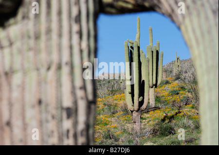 Deserto in fiore messicano con papavero oro visto attraverso cactus Saguaro Tonto National Forest Bartlett Lago Arizona USA Marzo Foto Stock