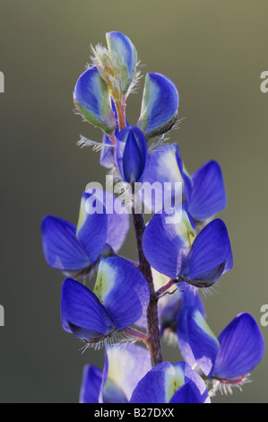 Deserto di lupino Lupinus sparsiflorus blooming organo a canne Cactus Monumento Nazionale Arizona USA Marzo 2008 Foto Stock