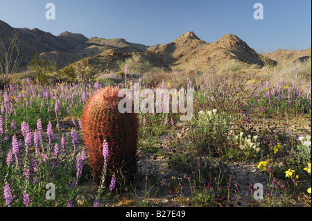 Deserto con canna Cactus Arizona sabbia di lupino Blazing star Joshua Tree National Park California USA Foto Stock