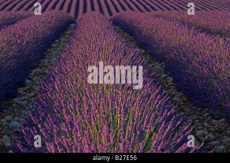 Campi di lavanda vicino Valensole, Provenza, Francia. Foto Stock