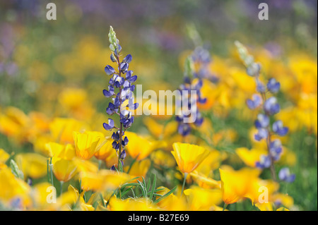 Deserto di lupino in campo della Mexican Gold fioritura di papavero organo a canne Cactus Monumento Nazionale Arizona USA Foto Stock