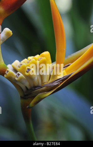 Heliconia psittacorum parrocchetto fiore Foto Stock