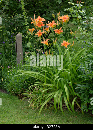 Giglio di giorno (hemerocallis fulva) Foto Stock