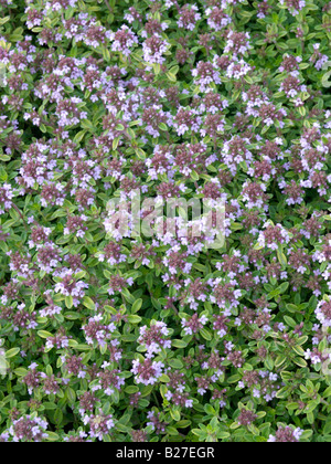 Timo (Thymus x citriodorus 'aureus') Foto Stock