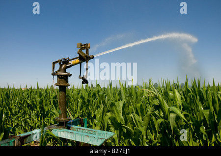 Sistema di irrigazione - granoturco / mais dolce raccolto, Indre-et-Loire, Francia. Foto Stock