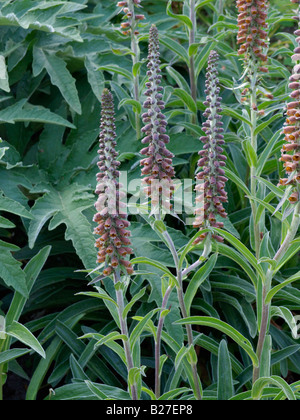 Piccolo fiore foxglove (digitalis parviflora) Foto Stock