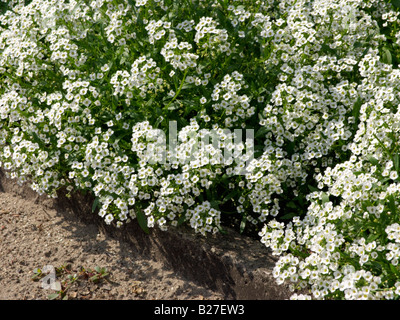 Sweet alyssum (Lobularia maritima) Foto Stock