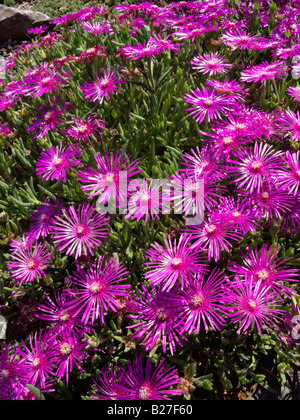 Hardy impianto di ghiaccio (delosperma cooperi) Foto Stock