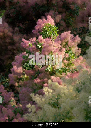 Fumo eurasiatica tree (Cotinus coggygria) Foto Stock