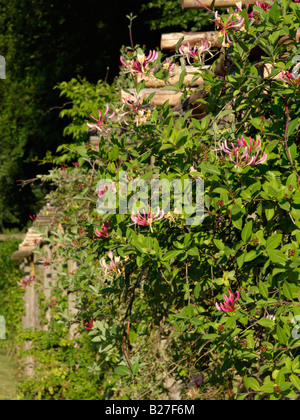 Italiano (caprifoglio Lonicera caprifolium) Foto Stock