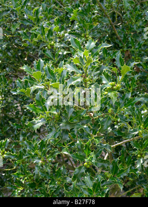 Agrifoglio comune (Ilex aquifolium) Foto Stock