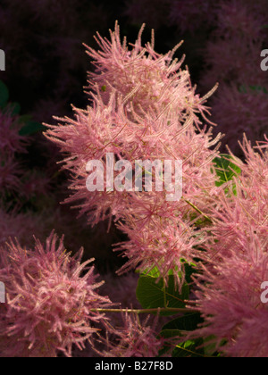 Fumo eurasiatica tree (Cotinus coggygria) Foto Stock