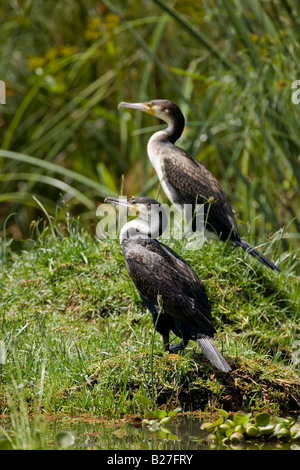 Petto bianco cormorano Phalacrocorax carbo lucidus Lake Naivasha Great Rift Valley Kenya Africa Foto Stock