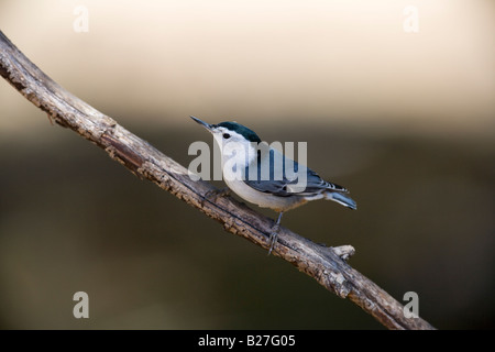 Bianco-breasted picchio muratore Foto Stock