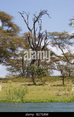 Giallo abbaiato alberi di acacia Lake Naivasha Great Rift Valley Kenya Africa Foto Stock