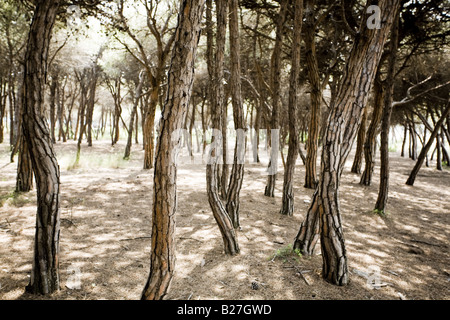 Pini (pinus pinea) Foto Stock