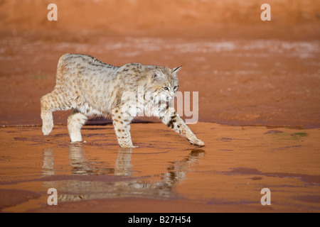 Bobcat attraversa un deserto stream. (Prigioniero) Foto Stock