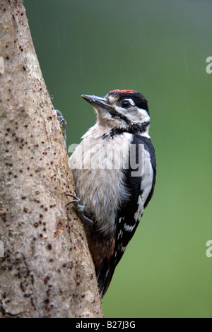 Picchio rosso maggiore Dendrocopos major capretti sul log in Rain Foto Stock