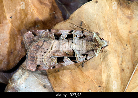 Caratteri ebraici Orthosia falena gothica Foto Stock