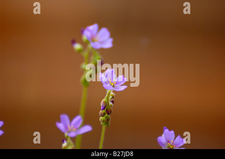 Cape Sundew (Drosera capensis), pianta carnivora Foto Stock