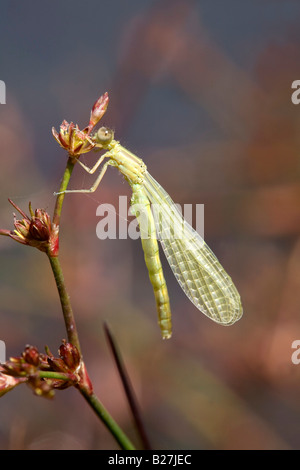 Scarsa blue tailed damselfly Ischnura pumilio appena emerse Cornovaglia Foto Stock
