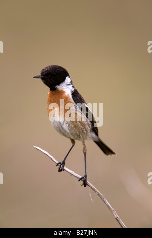 Stonechat Saxicola torquata arroccato maschio Foto Stock