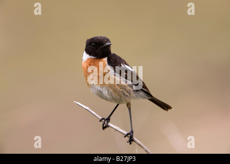 Stonechat Saxicola torquata arroccato maschio Foto Stock