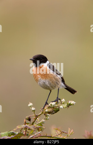 Stonechat Saxicola torquata arroccato maschio Foto Stock