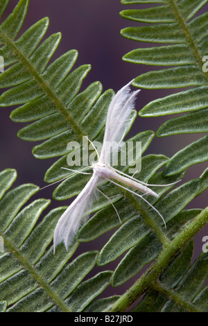 Pennacchio bianco moth Pterophorus pentadactyla su bracken Foto Stock